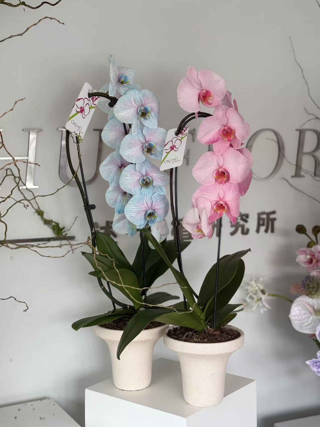 Pastel Dream Phalaenopsis Orchid