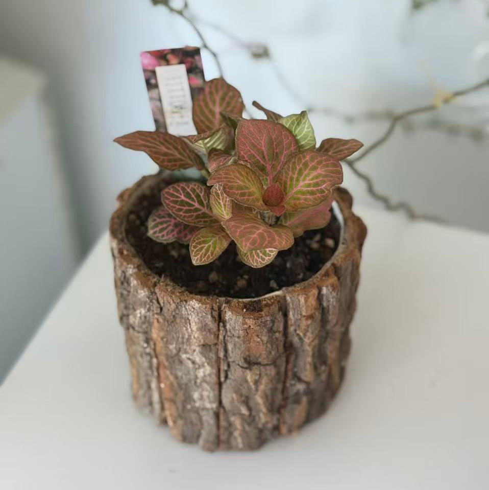 Pink Fittonia in Natural Wood Pot