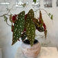Polka Dot Begonia in  terracotta pot