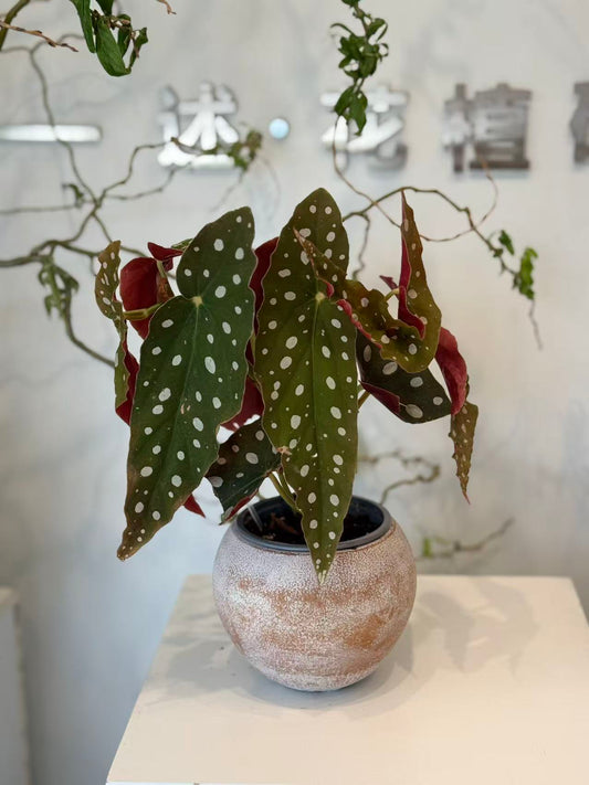 Polka Dot Begonia in  terracotta pot