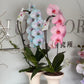 Pastel Dream Phalaenopsis Orchid