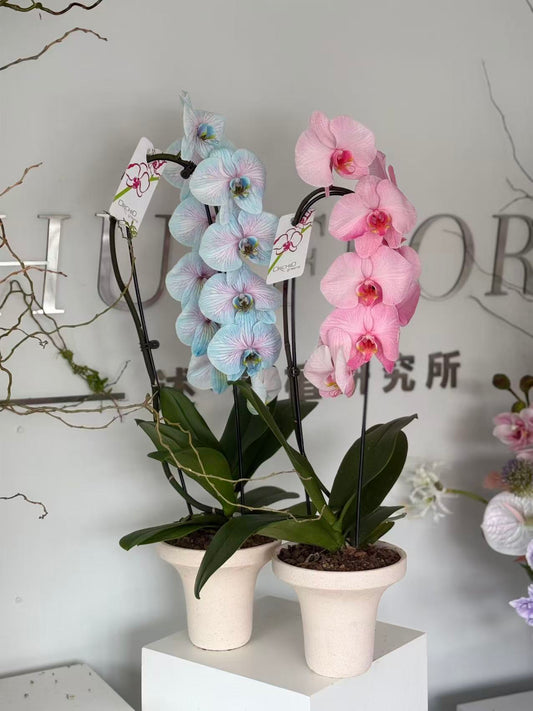 Pastel Dream Phalaenopsis Orchid