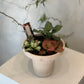 Mixed Fittonia Garden in Speckled Pedestal Pot