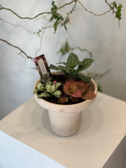 Mixed Fittonia Garden in Speckled Pedestal Pot