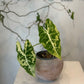 Variegated Alocasia Frydek in Terracotta Pot