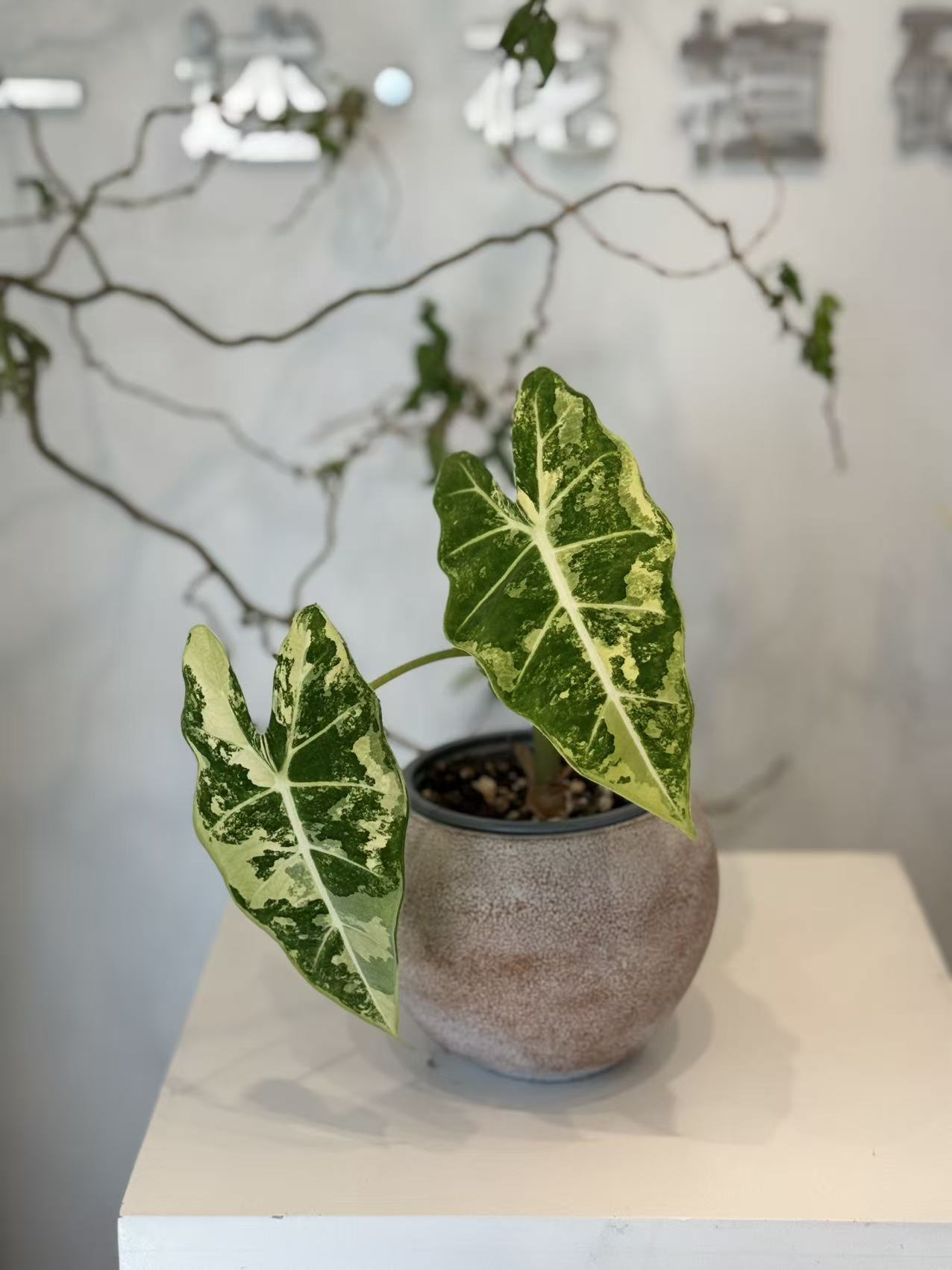 Variegated Alocasia Frydek in Terracotta Pot