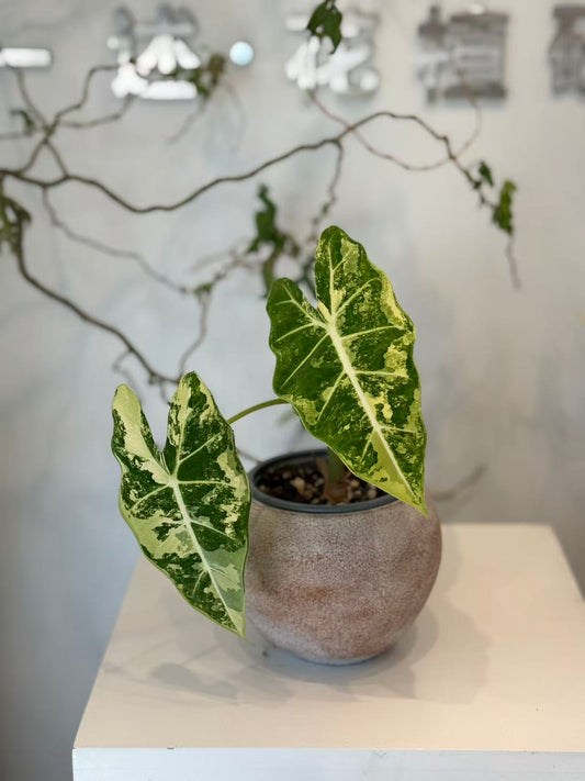 Variegated Alocasia Frydek in Terracotta Pot