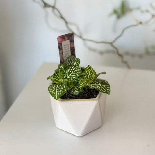 Fittonia in Geometric Pot