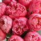 Coral Peony Bouquet