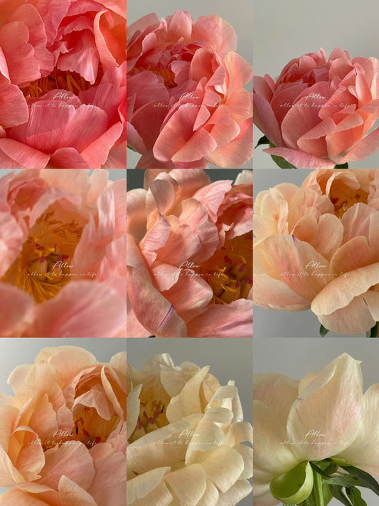 Coral Peony Bouquet-Coral Charm（Discoloured）