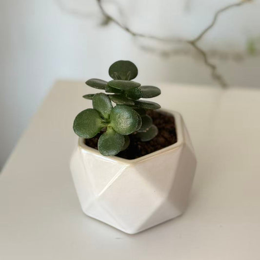 Mini Jade Plant in Geometric Pot