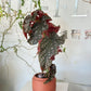 Tall Polka Dot Begonia in Terracotta Pot
