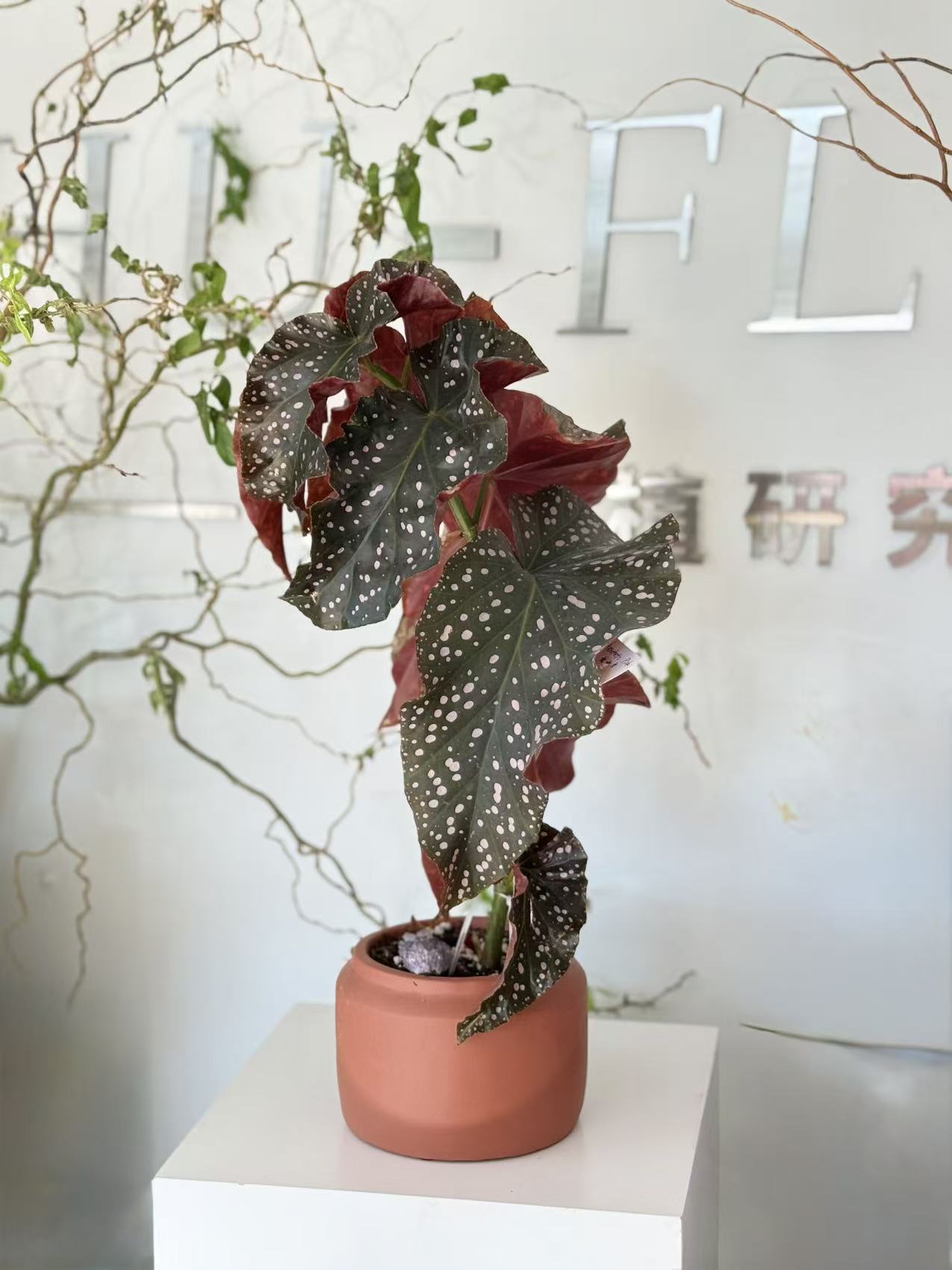 Tall Polka Dot Begonia in Terracotta Pot