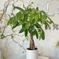 Money Tree