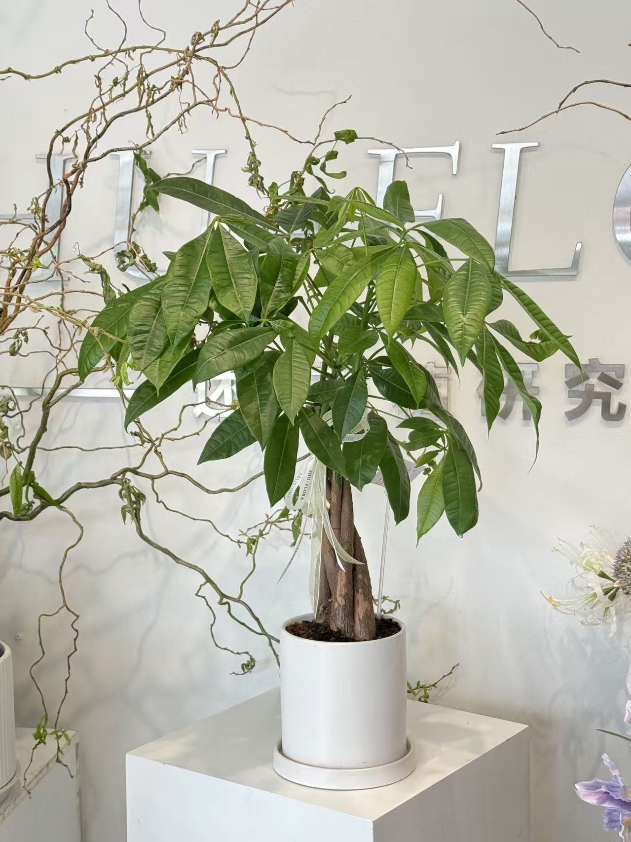 Money Tree