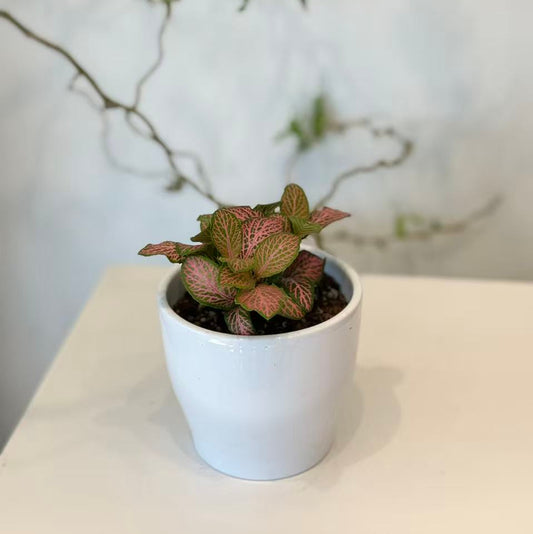 Pink Fittonia in Classic White Pot
