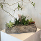 Mixed Succulent Garden in Rustic Log Planter