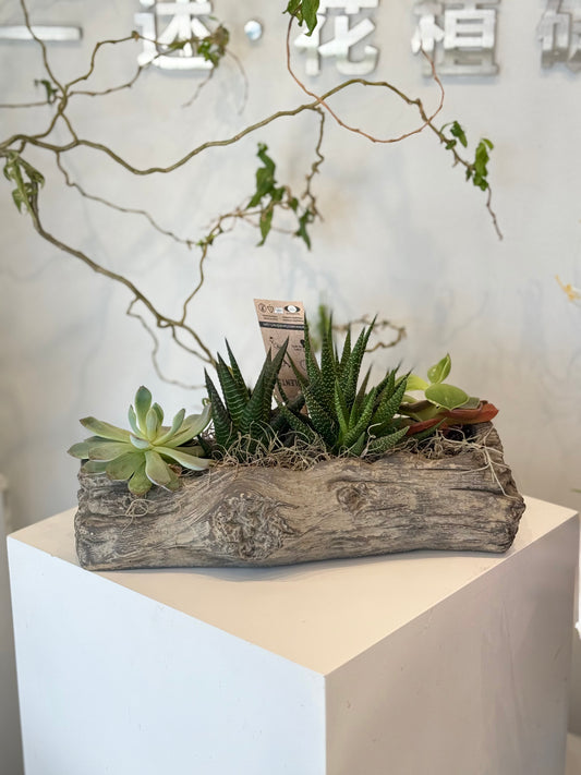 Mixed Succulent Garden in Rustic Log Planter