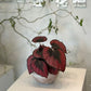 Red Rex Begonia in Terracotta Pot