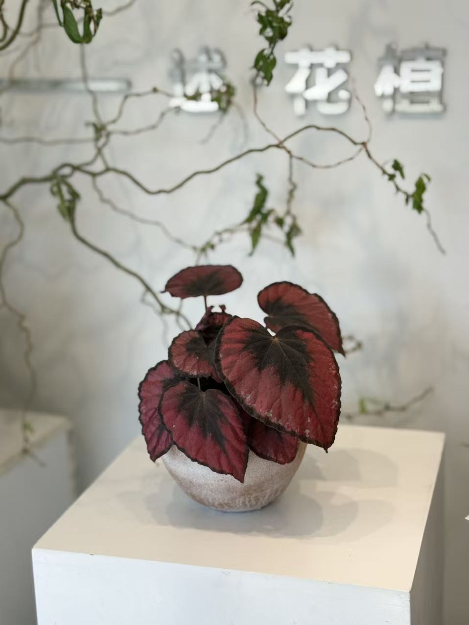Red Rex Begonia in Terracotta Pot
