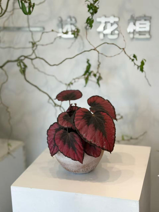 Red Rex Begonia in Terracotta Pot