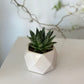 Lace Aloe in White Geometric Pot