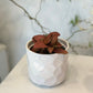 Red Fittonia in White Faceted Pot