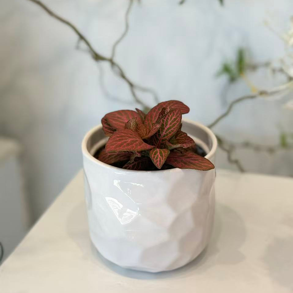 Red Fittonia in White Faceted Pot