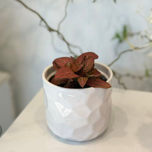 Red Fittonia in White Faceted Pot