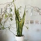 Sansevieria Laurentii in White Pedestal Pot