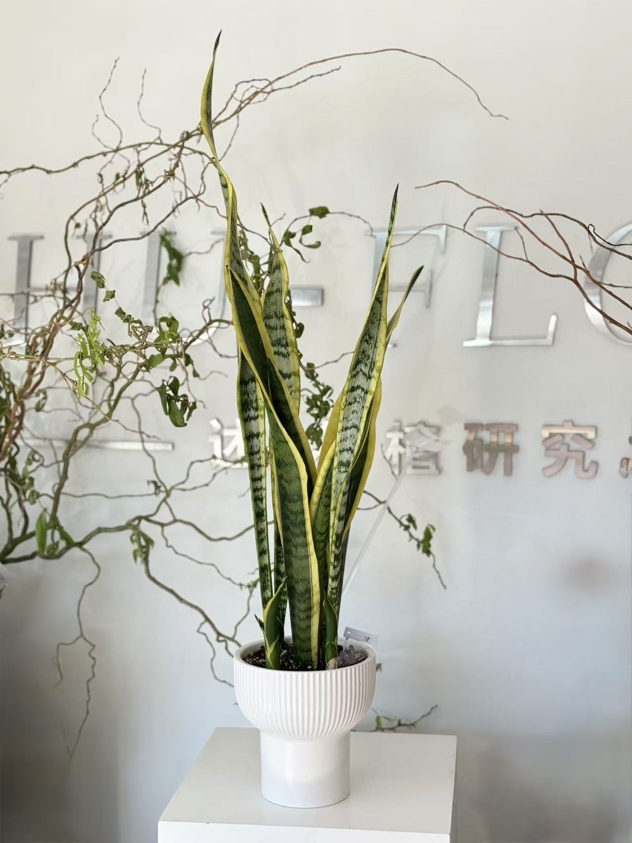 Sansevieria Laurentii in White Pedestal Pot