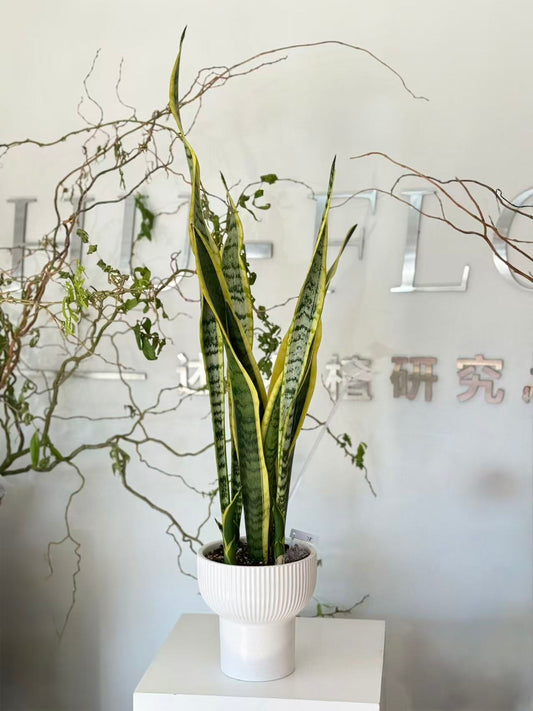 Sansevieria Laurentii in White Pedestal Pot