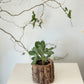 Silver Dollar Jade in Natural Wood Pot
