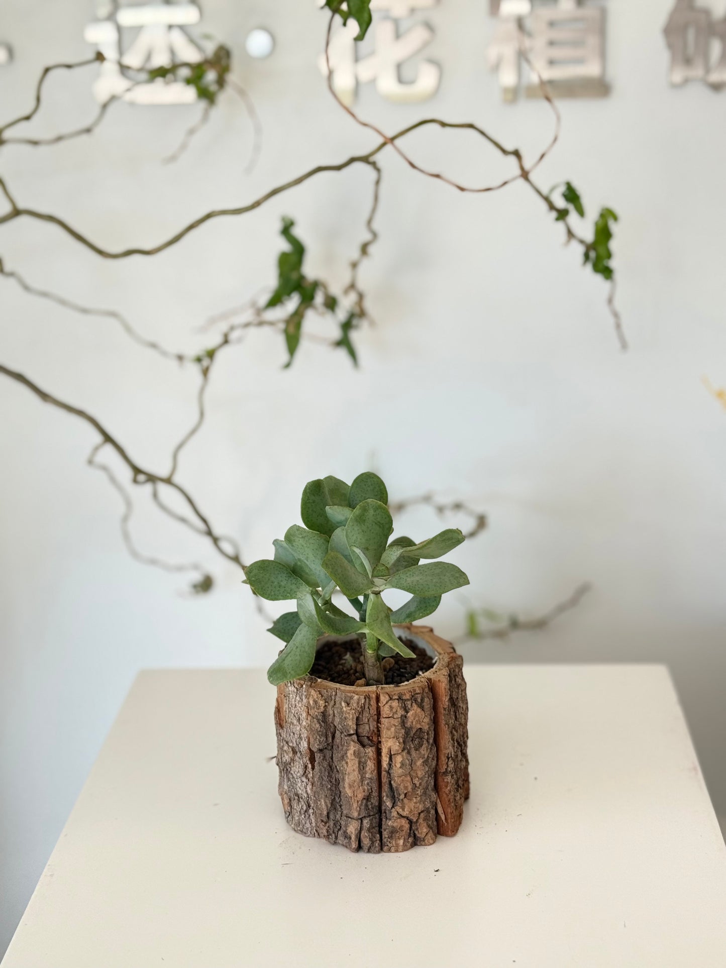 Silver Dollar Jade in Natural Wood Pot