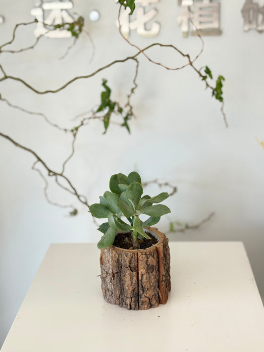 Silver Dollar Jade in Natural Wood Pot