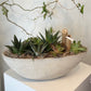 Large Mixed Succulent Garden in Stone Bowl