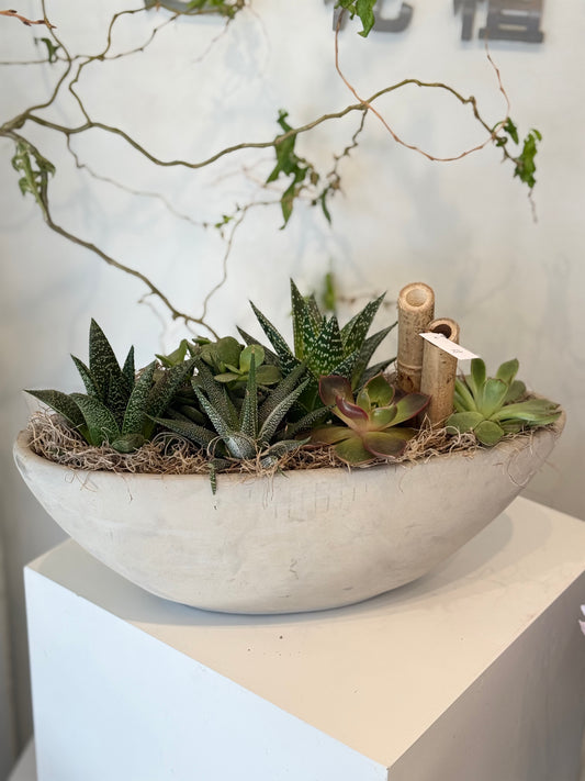 Large Mixed Succulent Garden in Stone Bowl
